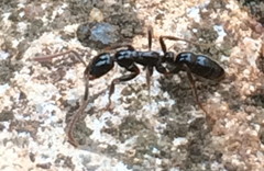 Leptogenys crassinoda