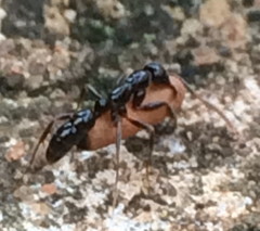 Leptogenys crassinoda