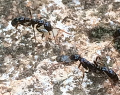 Leptogenys crassinoda