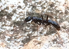 Leptogenys crassinoda