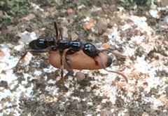 Leptogenys crassinoda