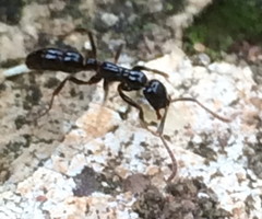 Leptogenys crassinoda