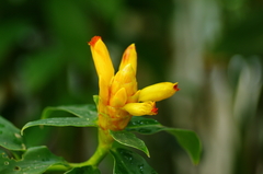 Costus wilsonii