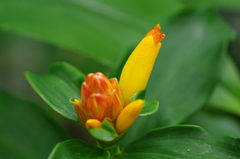 Costus wilsonii