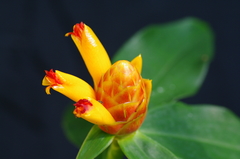 Costus wilsonii