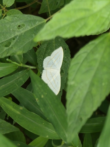 Scopula ordinata photo 2