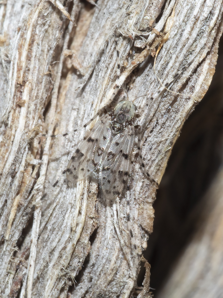Ablabesmyia notabilis