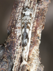 Erechthias mystacinella