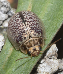 Paropsisterna decolorata