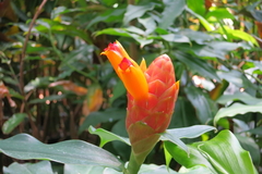 Costus wilsonii