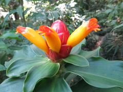 Costus wilsonii