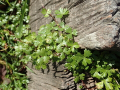 Hydrocotyle batrachium