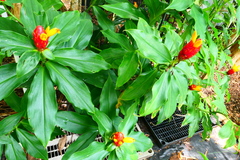 Costus wilsonii