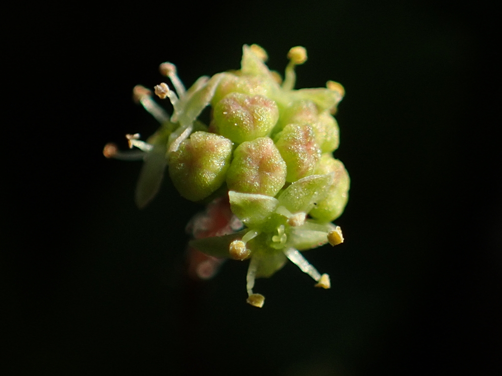 Hydrocotyle batrachium
