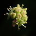 Hydrocotyle batrachium - Photo no rights reserved, uploaded by 葉子