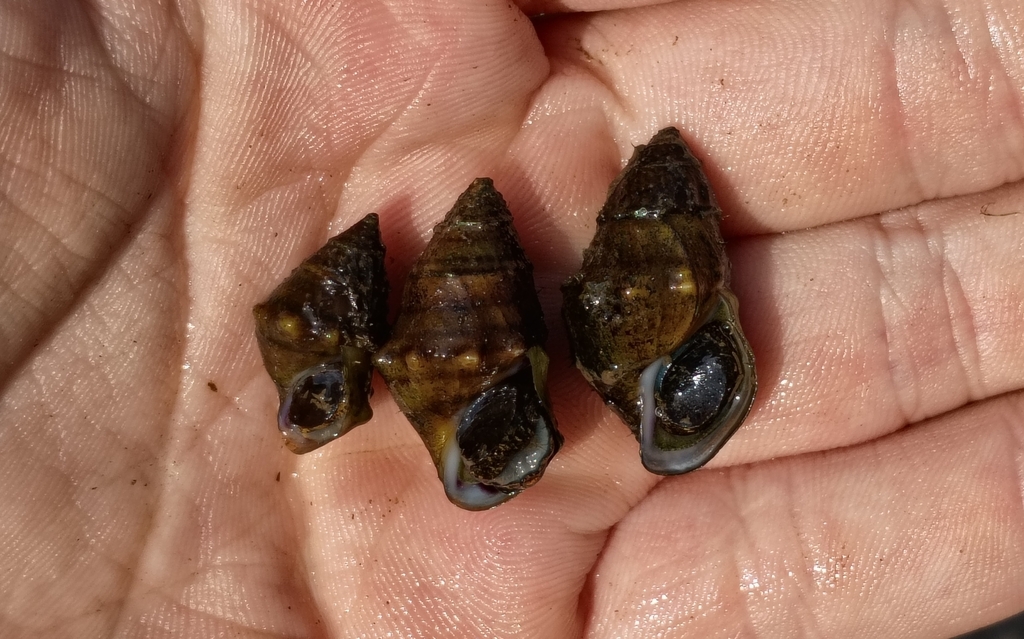 Helmet Rocksnail