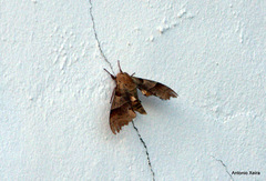 Marumba quercus