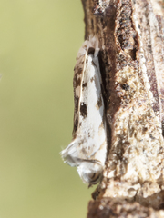Erechthias mystacinella
