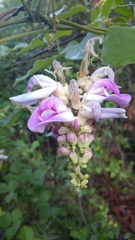 Canavalia septentrionalis