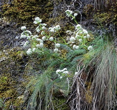 Anisotome cauticola