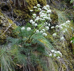 Anisotome cauticola