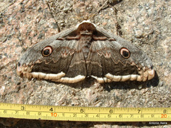 Saturnia pyri