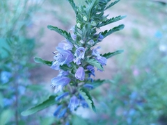 Dracocephalum moldavica