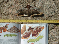 Saturnia pyri