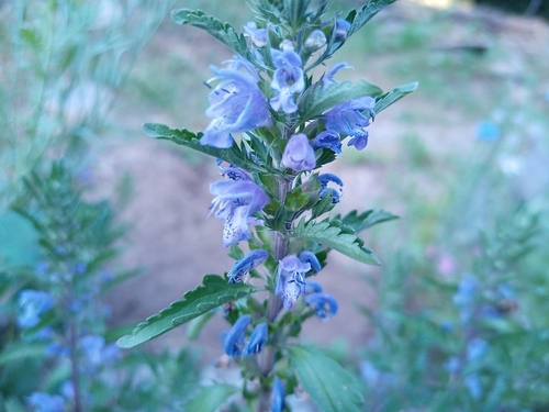 Dracocephalum moldavica, photograph 3