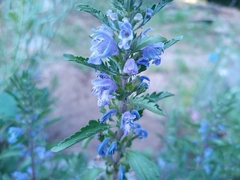 Dracocephalum moldavica, photograph (c) Michal Honskus, some rights reserved (CC BY)