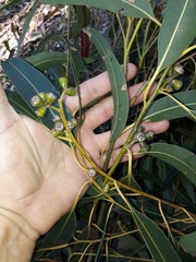 Eucalyptus grandis