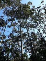 Eucalyptus grandis