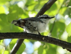 Sitta europaea albifrons