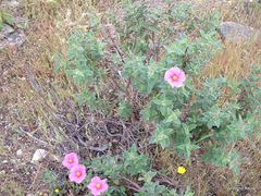 Cistus crispus