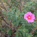 Curly Rockrose - Photo (c) Antonio Xeira, some rights reserved (CC BY-NC), uploaded by Antonio Xeira