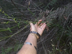 Chironia melampyrifolia