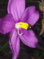 Chironia melampyrifolia