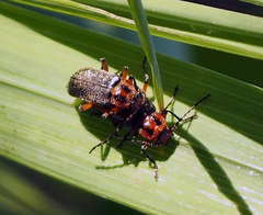 Atalantycha bilineata