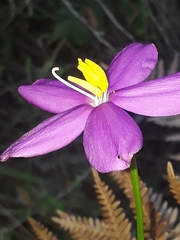 Chironia melampyrifolia