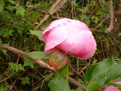 Paeonia broteri