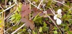 Geranium microphyllum