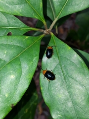 Lamprolina simillima