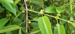 Karwinskia calderonii