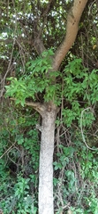 Karwinskia calderonii
