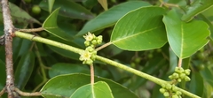 Karwinskia calderonii