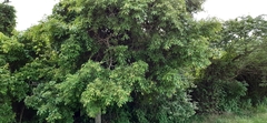 Karwinskia calderonii