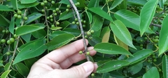 Karwinskia calderonii