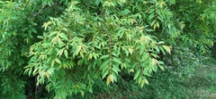 Karwinskia calderonii
