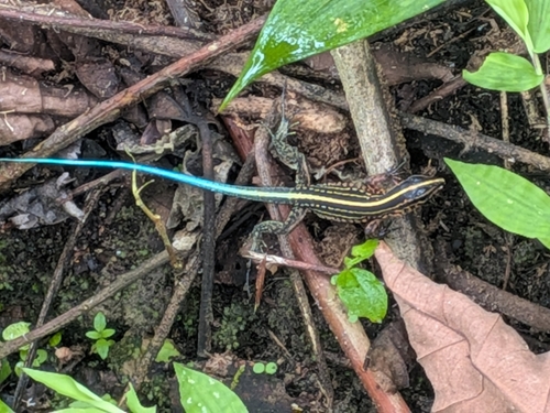Bridges'Ameiva, Holcosus bridgesii