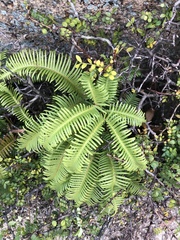 Dicranopteris linearis